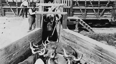 When the stockyards
first formed, - Six Degrees with Mike Rowe