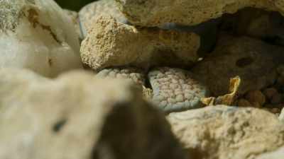 When the time comes to reproduce,
however, - The Green Planet