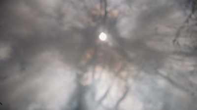 When the trees were vandalized, - Trees and Other Entanglements