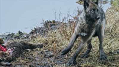 When the wolf is done, - Yellowstone: One-Fifty