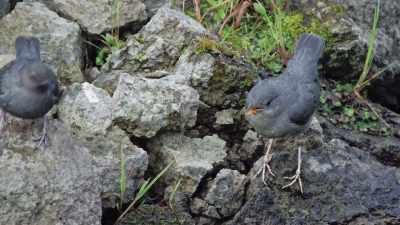 When the young dipper is ready, - Epic Yellowstone