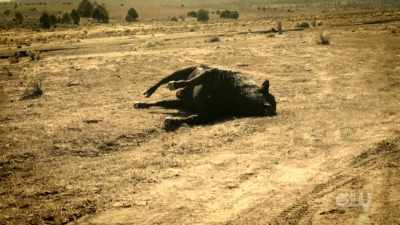 - When these cattle were found, - Mysteries Decoded