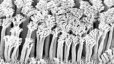 When these press against the glass, - Secrets of Size: Atoms to Supergalaxies