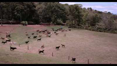When these things happen, - Dogs