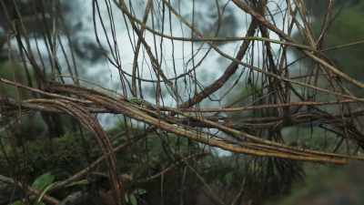 When they're mature enough to have
developed many hanging roots, - The Green Planet
