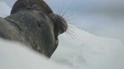 When they're six years old, the
males develop an inflatable nose. - Frozen Planet II