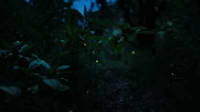 When thousands of male fireflies
come together... - Super/Natural