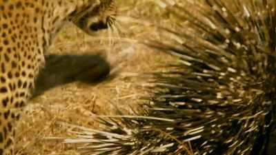 When threatened,
porcupines favour reverse. - Serengeti