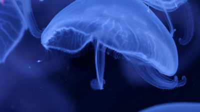 When we took jellyfish to
the space station, they
did not develop normally. - One Strange Rock