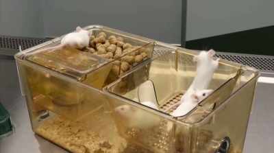 When they treated the mice
with psilocybin, - Fantastic Fungi