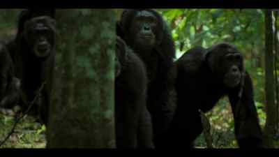 When two big groups come face-to-face, - Chimp Empire