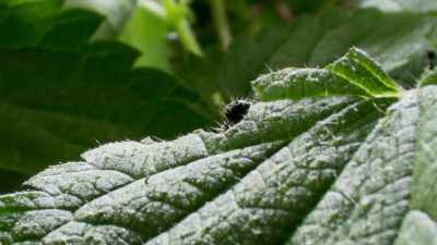 When under attack, a leaf sends out
a signal - The Green Planet