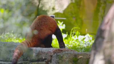 When you watch them
walk away from behind, - Secrets of the Zoo