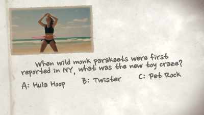 When wild monk parakeets were
first reported in New York, - United States of Animals