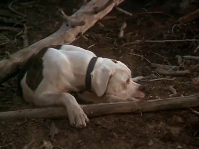 When will you grow up - Homeward Bound: The Incredible Journey