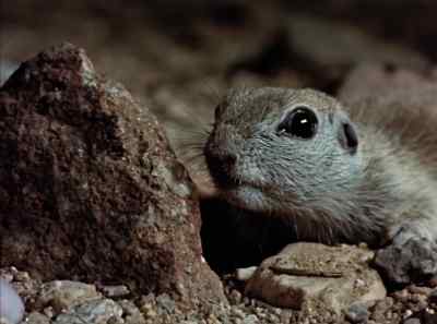 When Willy gets his back up,
it means, "stand aside, buster, - The Living Desert