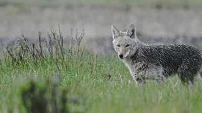 When wolves were gone
and bears few, - Epic Yellowstone
