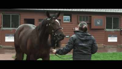 When you're buying yearlings, - Horsepower