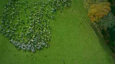 When you're collecting
1,000 sheep from a mountain, - Europe From Above