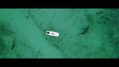 When you're going
to extreme areas - Envoy: Shark Cull