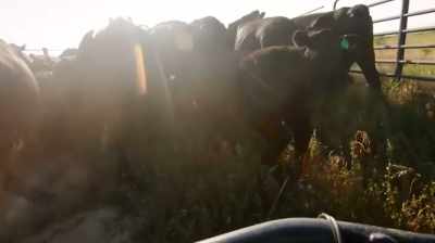 WHEN YOU'RE IN
THE CATTLE BUSINESS, - Dino Hunters