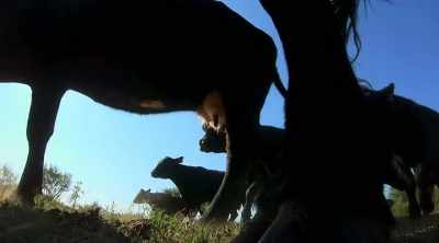When you're moving cows,
you wanna be slow and smooth. - How to Be a Cowboy