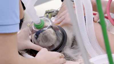 Whenever an animal
under anesthesia - Secrets of the Zoo