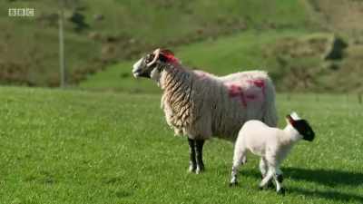 Whenever you see
the lambs in the sunshine, - Chronicles of the Glens