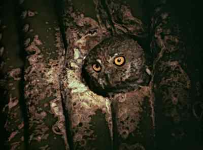 Whenever the moon casts a spell
over the living desert, - The Living Desert