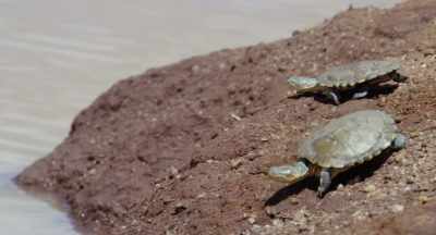 Whenever the terrapins hear them coming,
they make themselves scarce. - The Elephant Queen