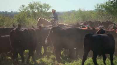 Whenever we're driving these cows
like that, - How to Be a Cowboy