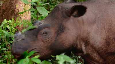 Where a breeding program - Our Great National Parks