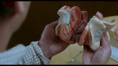 Where do you put the penis - The 40 Year Old Virgin