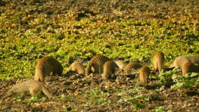 Where dung balls are hidden, - Serengeti