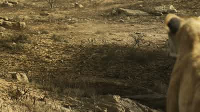 NalaComeSit with usZazu where have you beenI'm sorry Nala I came as soon as I couldThe morning report ZazuYour Majesty the Pride Lands are in imminent dangerThe hyenas are chasing off the last of the herdsThe bird's backGet himDon't come here again unless - The Lion King