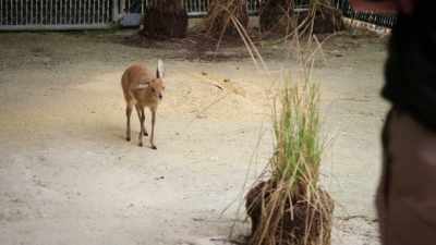 Where I think our problems are is that, - Magic of Disney's Animal Kingdom