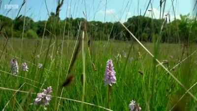 ..where lush meadows border
ancient forests... - Wales: Land of the Wild