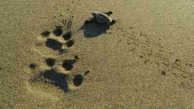 Where her mother's journey ended... - Wild Babies