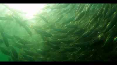 Where they need to stick tightly together, - Our Oceans