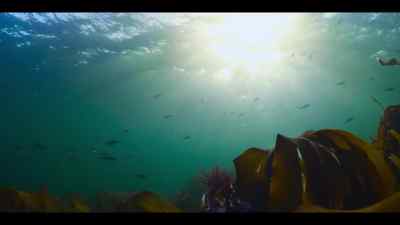 Where one extraordinary sea creature
is thriving - Our Oceans