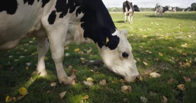 - Where is she? - Over here. - Cow