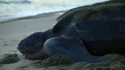 ..where she's gonna deposit
another 80 to 100 eggs. - A Year on Planet Earth