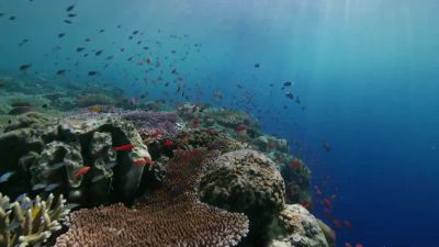 Where the tropical sun meets the shallow seas, - Hostile Planet