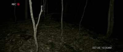 Where is Trey? Trey? - The Gracefield Incident