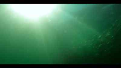 Where its warm waters fuel
vast plankton blooms, - Our Oceans