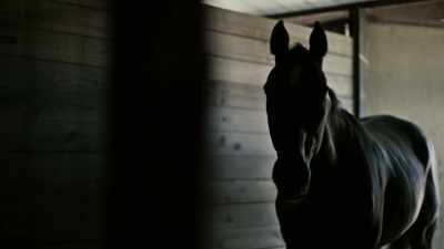 Where we were at,
we seized like, 22 horses, - Cowboy Cartel