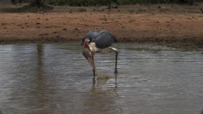 Whereas the stork, has a decent chance... - Chasing the Rains