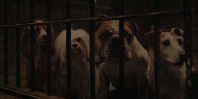 Where're they taking him? - Lady and the Tramp