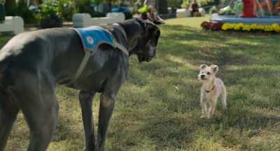 Where's your lampshade?
(chuckles) - Strays