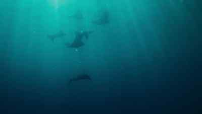Wherever land meets sea, - Prehistoric Planet